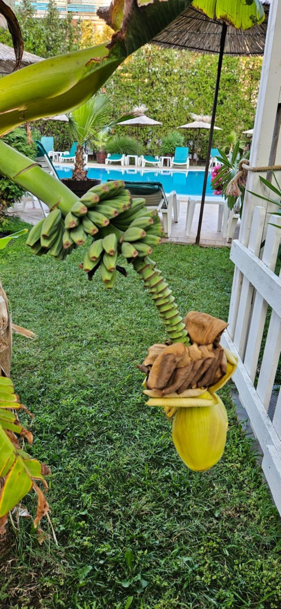 Hotel Liani Sunny Beach Esterno foto